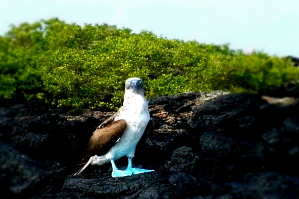 Mucho Por Hacer En Las Galápagos