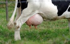 ¿Es Realmente La Leche De Vaca Un Alimento Nutritivo Y Saludable?